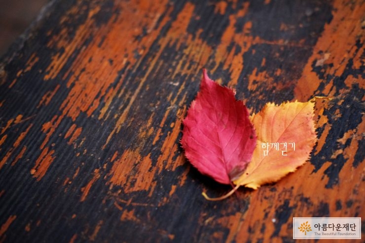 빨간 낙엽과 노란 낙엽이 책상위 포개져 있는 사진. 함께 걷기라고 적혀 있다