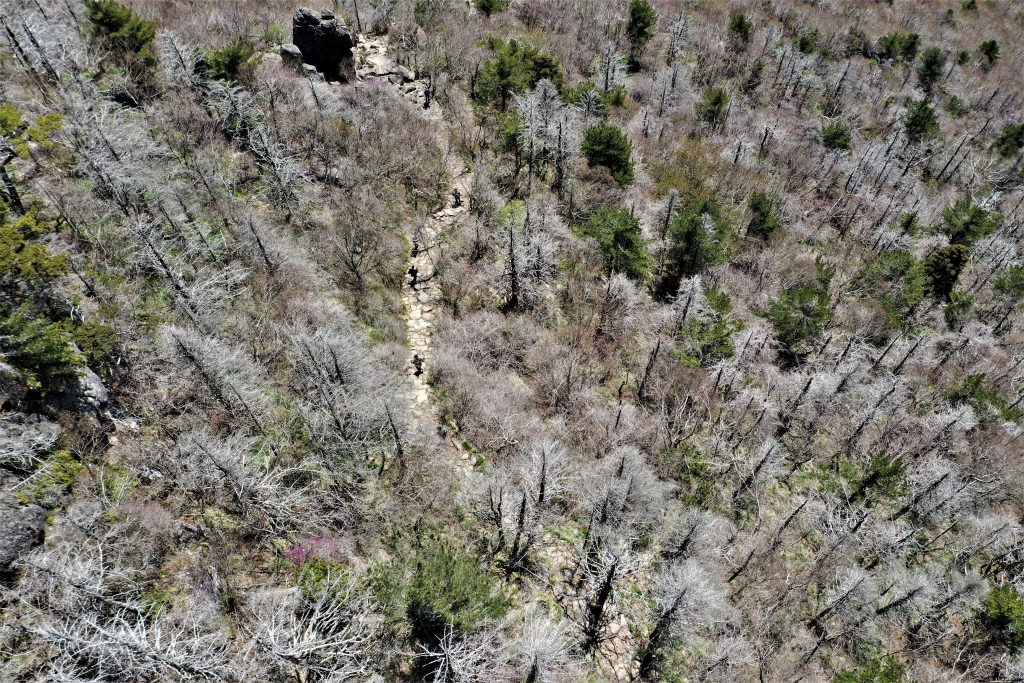 2021년 5월 1일, 지리산 중봉 서사면의 고사한 구상나무와 가문비나무