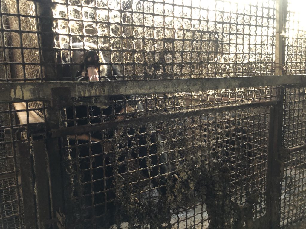 비좁은 철창 안에 갇혀있는 사육곰 ⓒ동물권행동 카라