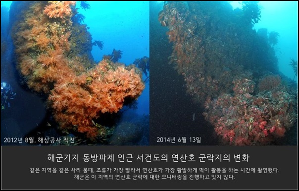 출처 : [2014 변시 이야기] 국가가 포기한 멸종위기 ‘연산호’ – 제주해군기지연산호조사모임