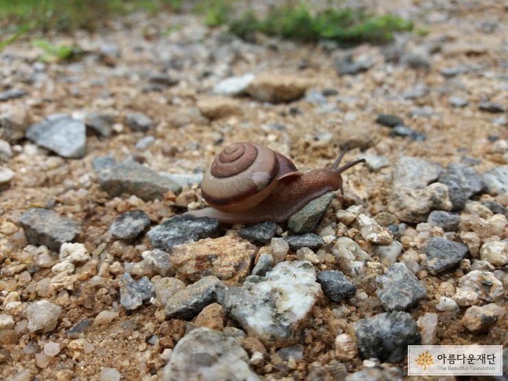 휴양림을 걷다 발견한 자그마한 달팽이입니다.