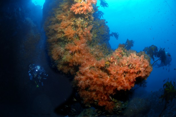 서건도 수심 15미터에는 수중동굴이 있는데, 이곳 주변에 분홍바다맨드라미가 만개한 모습이다. 2012년 촬영.