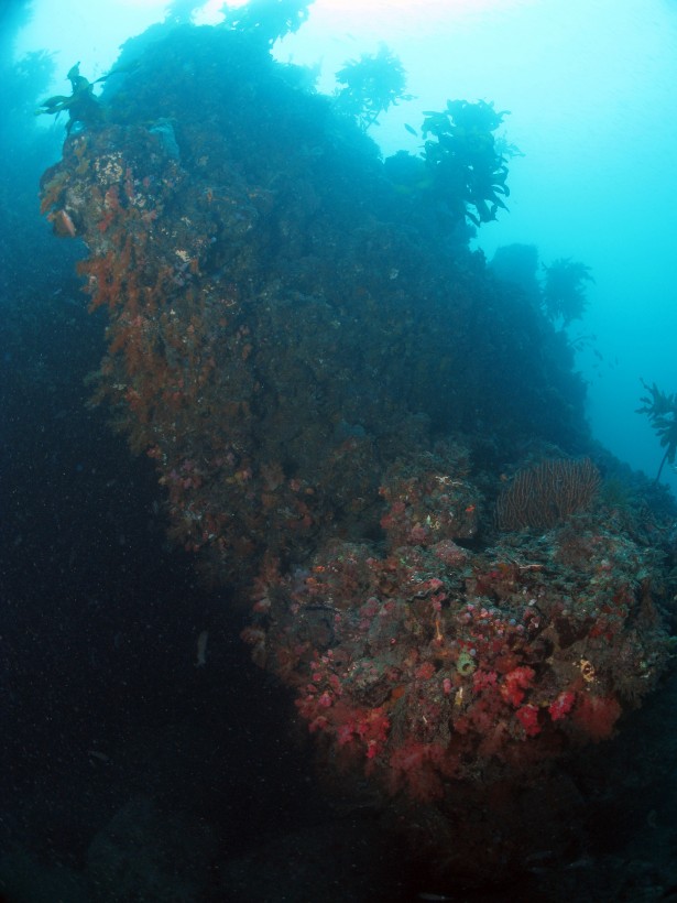 올해 촬영한 서건도 수중동굴의 분홍바다맨드라미는 2012년과 달리 개체수와 밀도에서 현저한 차이를 보였다.