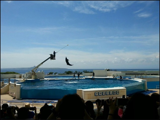 츄라우미수족관에서 돌고래가 뛰어오르는 장면